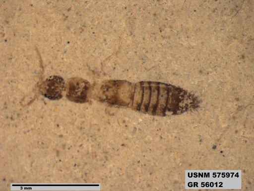 Insecta
