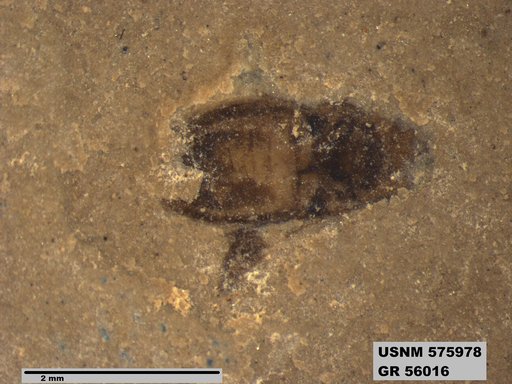 Insecta