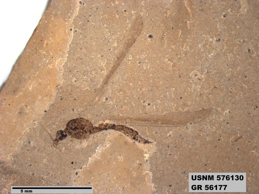 Insecta