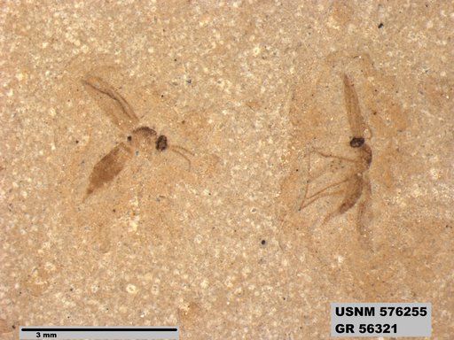 Insecta