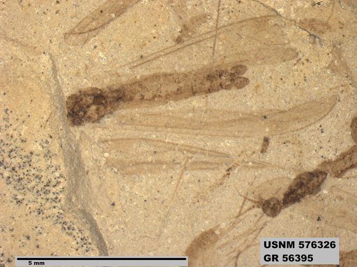 Insecta