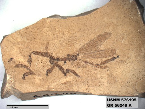 Insecta