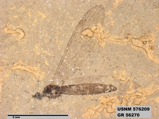 Genus sp
