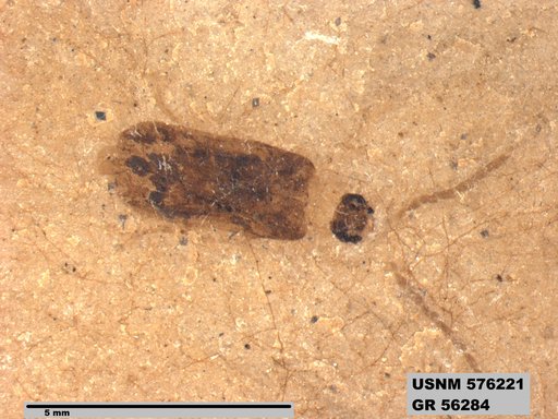 Insecta