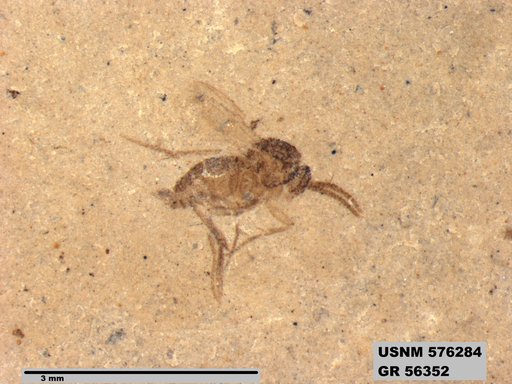 Genus sp
