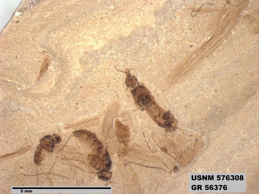 Insecta