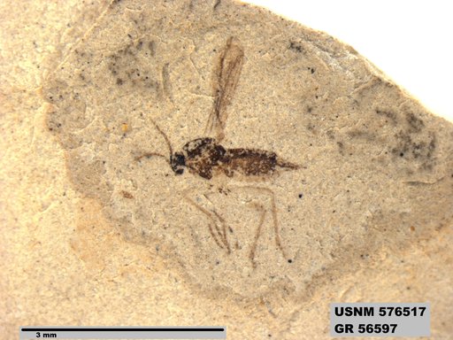 Insecta