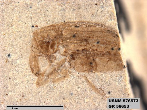 Insecta