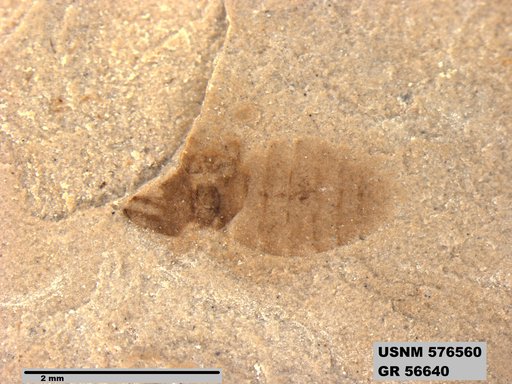 Insecta