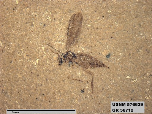 Insecta