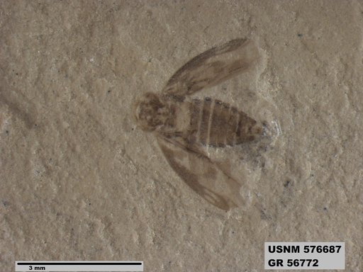 Genus sp