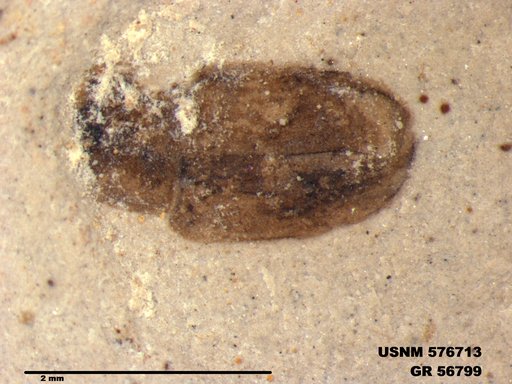 Insecta