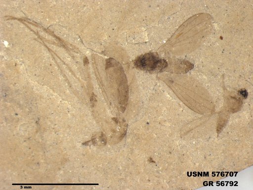 Insecta