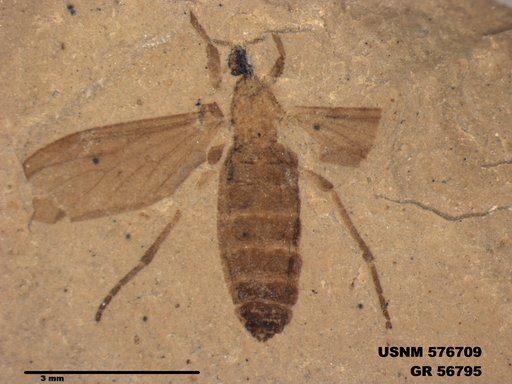 Insecta