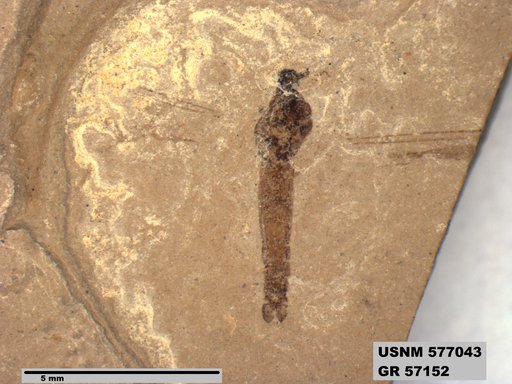 Insecta