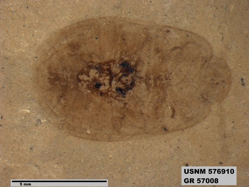 Genus sp