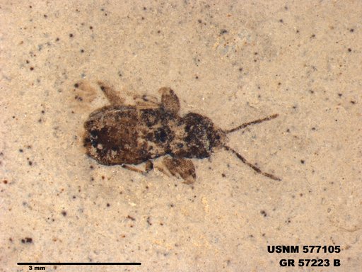 Genus sp