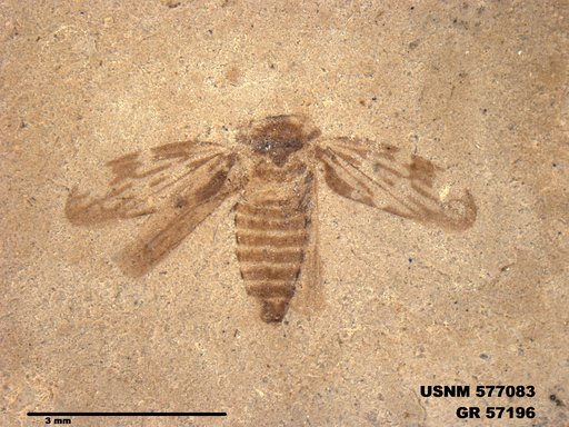 Genus sp