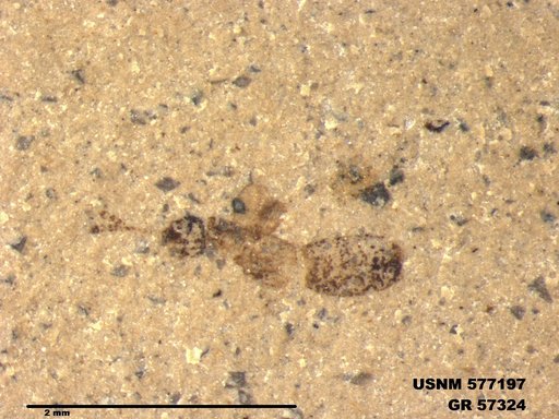 Genus sp