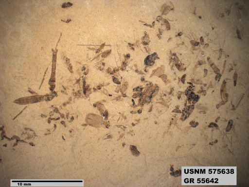 Insecta