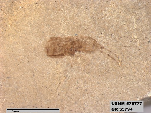 Genus sp