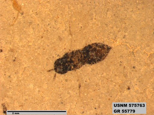 Insecta