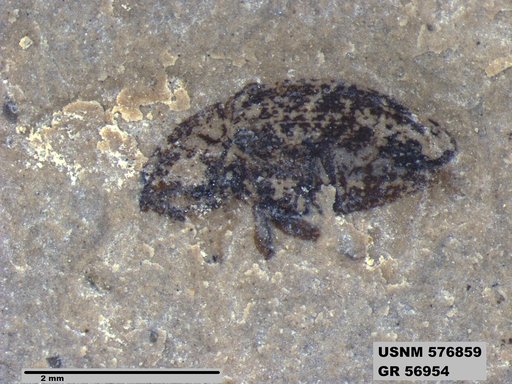 Insecta