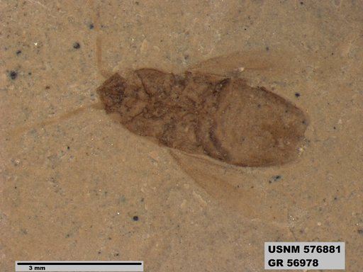 Genus sp