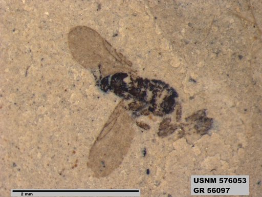 Insecta