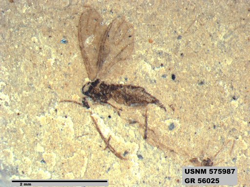 Insecta