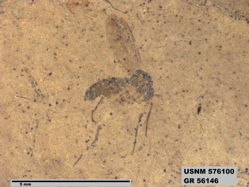 Insecta