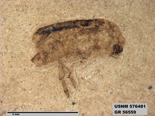 Insecta