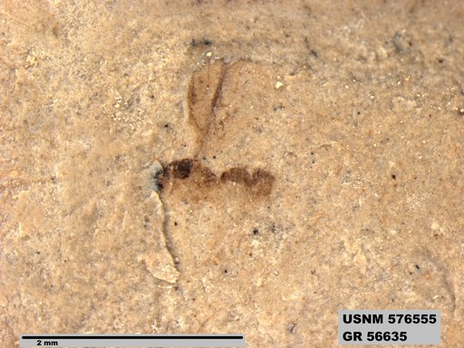 Insecta