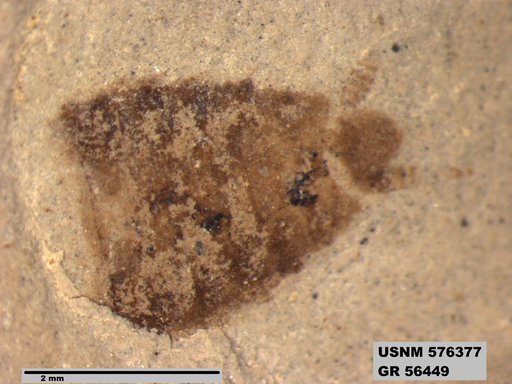 Insecta