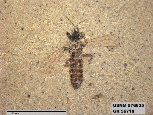 Insecta