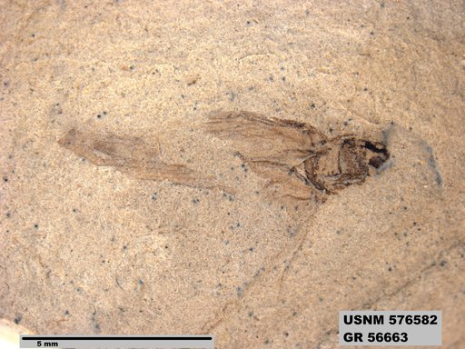 Insecta