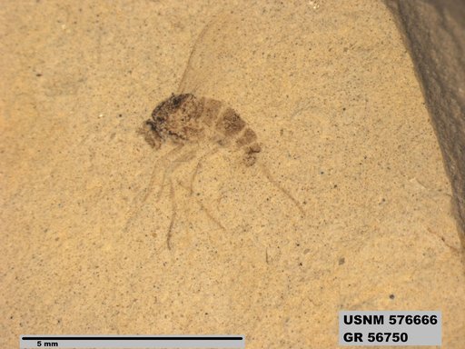 Insecta