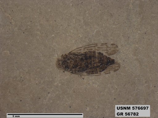 Genus sp
