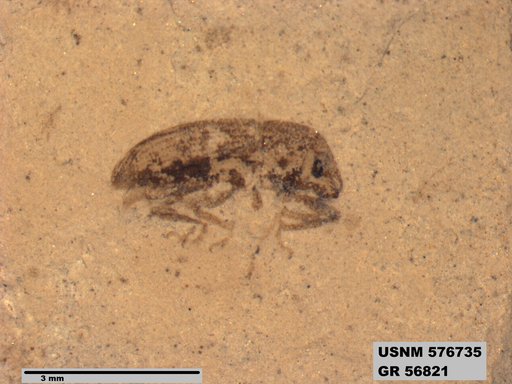 Insecta