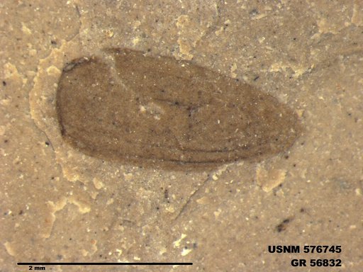 Insecta