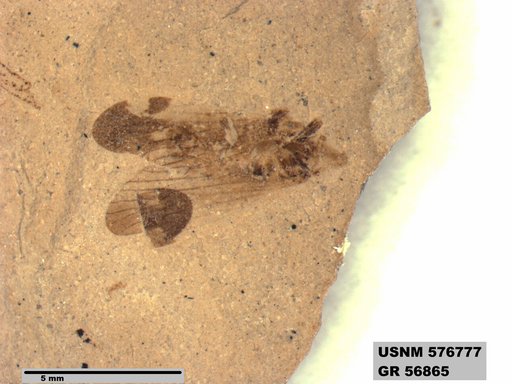 Genus sp