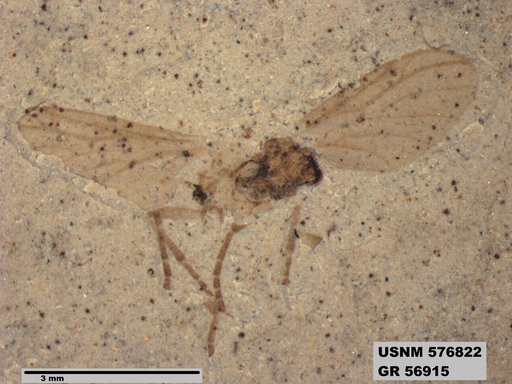 Insecta