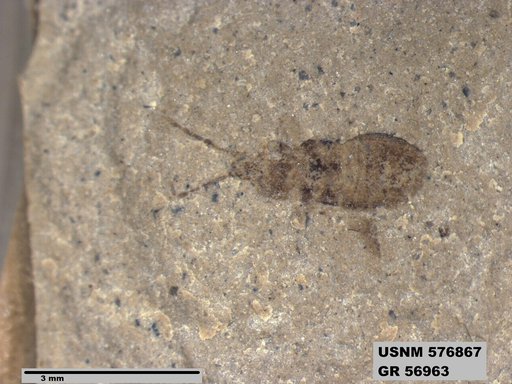 Genus sp