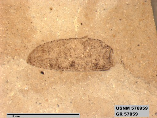 Insecta