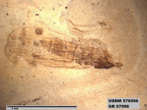 Genus sp