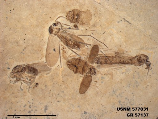 Insecta