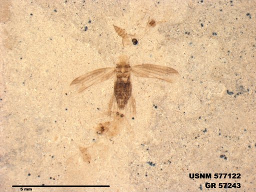 Genus sp