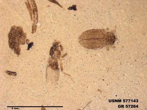 Insecta