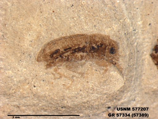 Insecta