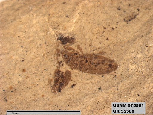 Insecta